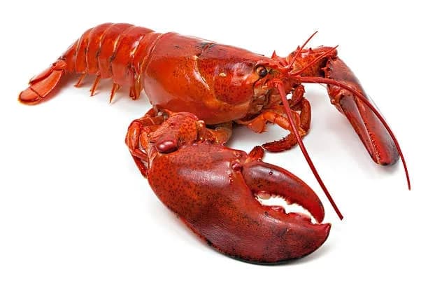 Hel kokt hummer